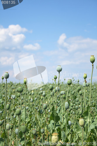 Image of poppy field