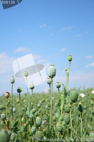Image of poppy field