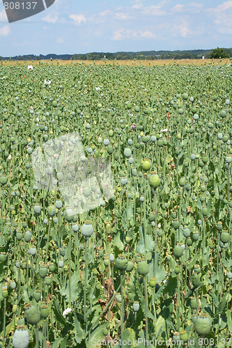 Image of poppy field