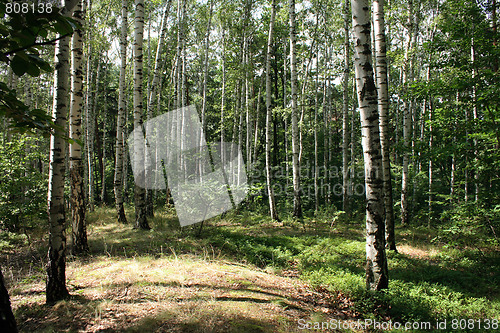 Image of deep czech forest