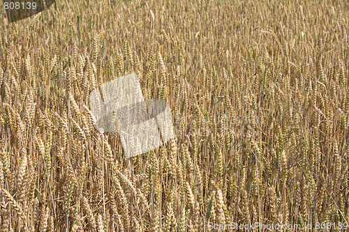 Image of golden corn