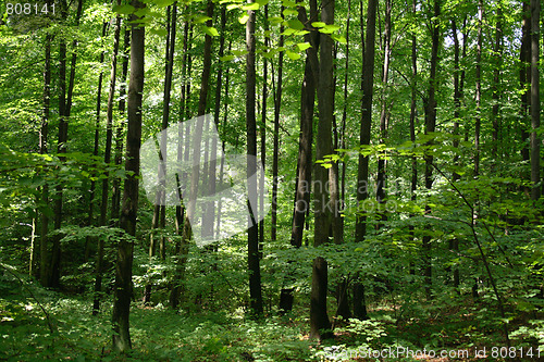 Image of deep czech forest