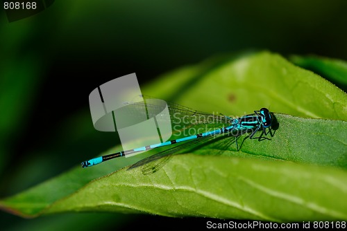 Image of flying adder