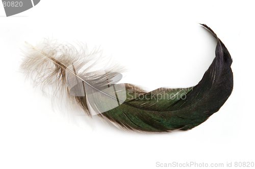 Image of Feather