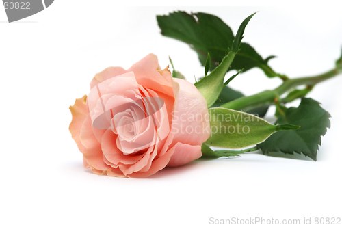 Image of Rose