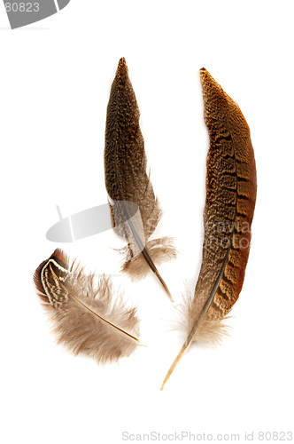 Image of Feathers