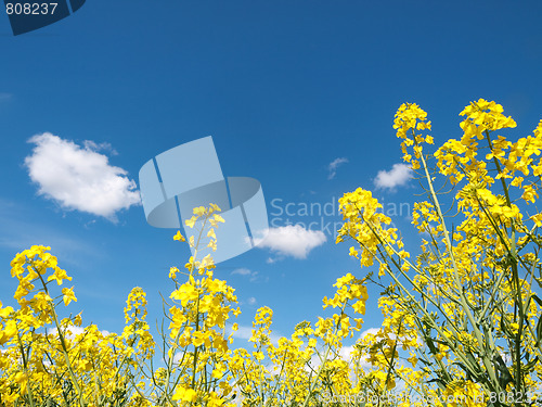 Image of Rapeseed field