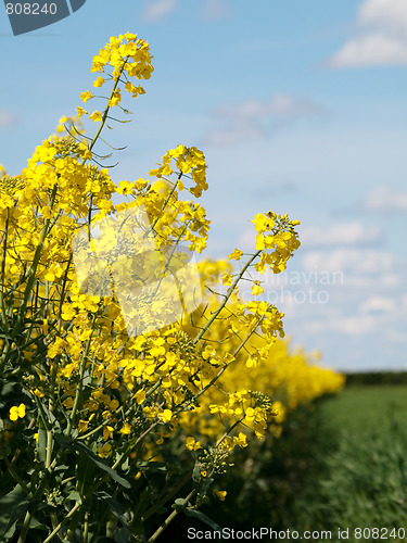 Image of Rapeseed field