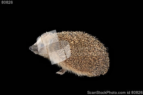Image of Hedgehog isolated on black