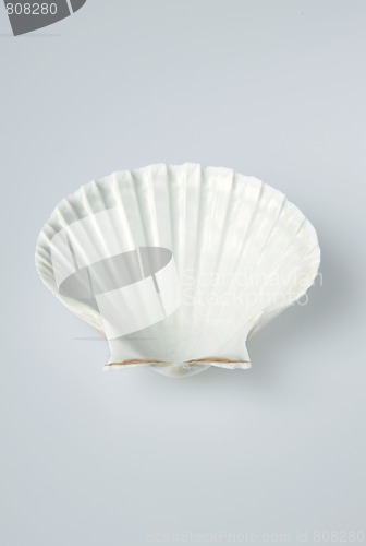 Image of sea shell