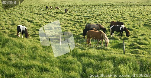 Image of Horses in the countryside