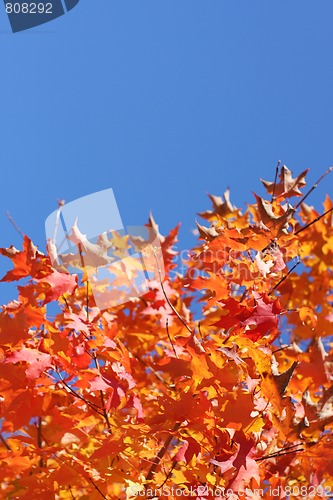 Image of autumn leaves