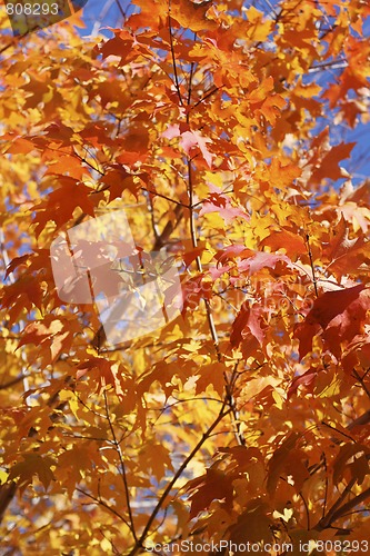 Image of autumn leaves