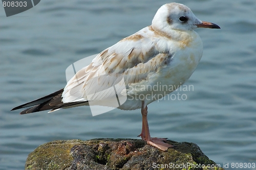 Image of Seagull