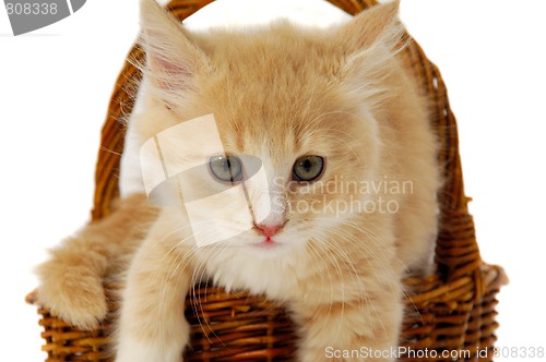 Image of Kitten in basket
