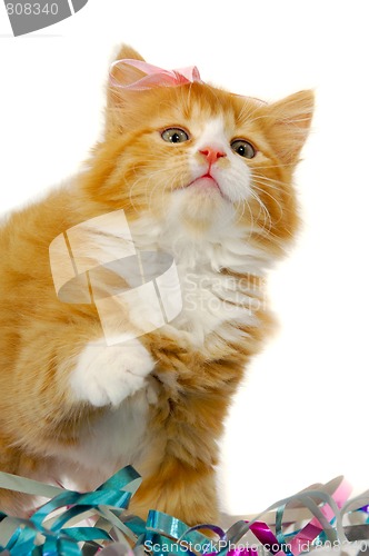 Image of Cat kitten with bow
