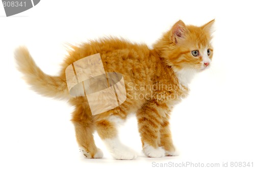 Image of Sweet cat kitten standing on white background