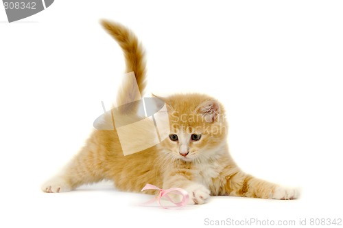 Image of Cat kitten playing on pink bow