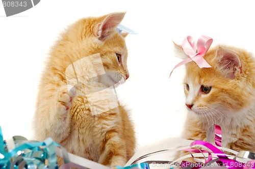 Image of Two sweet cat kittens