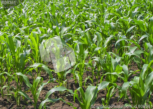 Image of Cornfield