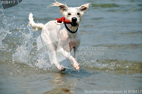 Image of playing dog with toy