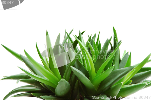 Image of Aloe