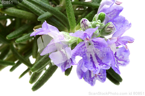 Image of Rosemary