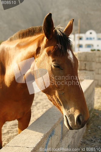 Image of Brown horse