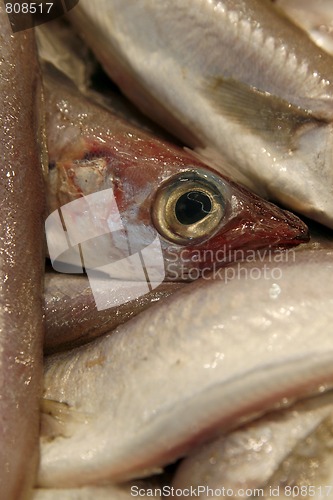 Image of Raw fresh fish at the market, close-up