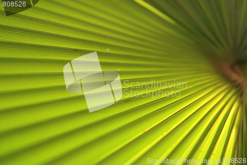 Image of Green palm leaf close up