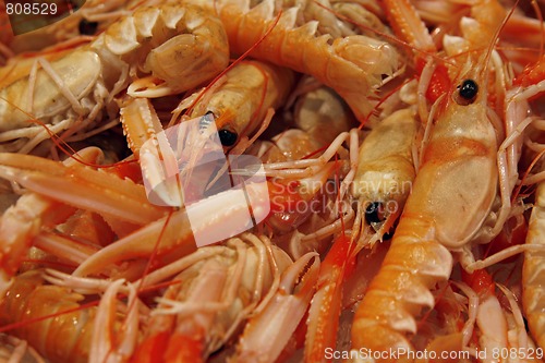 Image of Raw fresh shrimps on the market