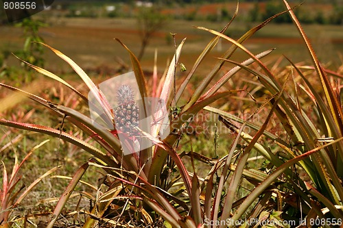 Image of Pineapple plant close-up