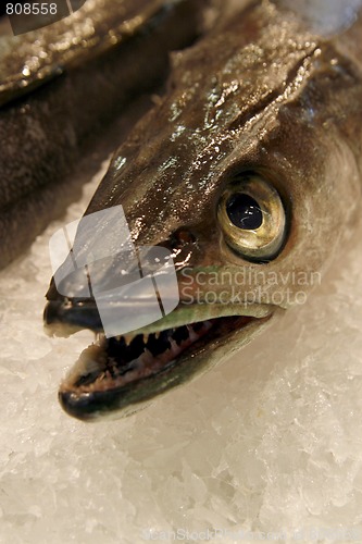 Image of Details of raw fresh fish, close-up