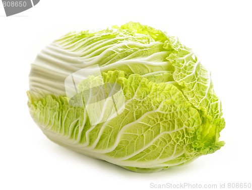 Image of Isolated chinese cabbage