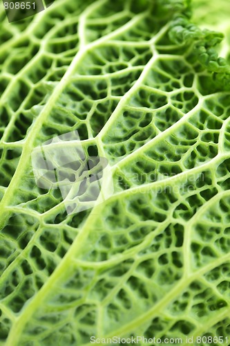 Image of Closeup of green cabbage leaves