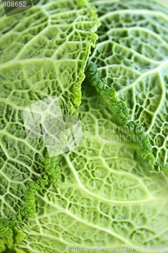 Image of Closeup of green cabbage leaves