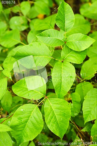 Image of Poison ivy