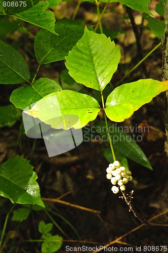 Image of Poison ivy