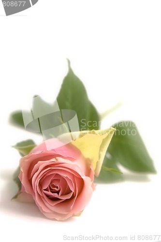 Image of Pink rose
