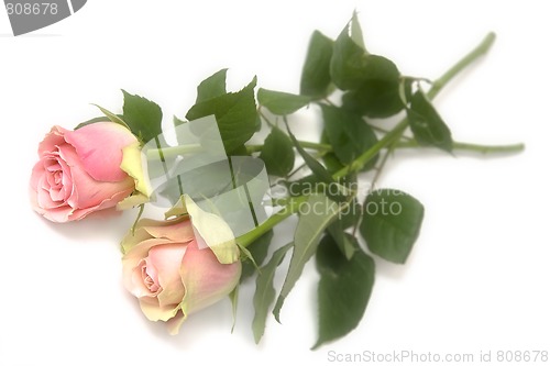 Image of Pink rose