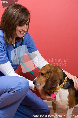 Image of Sick Dog at the Vet