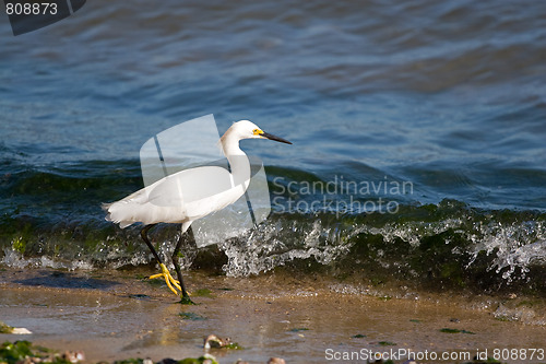 Image of Snowy Egret