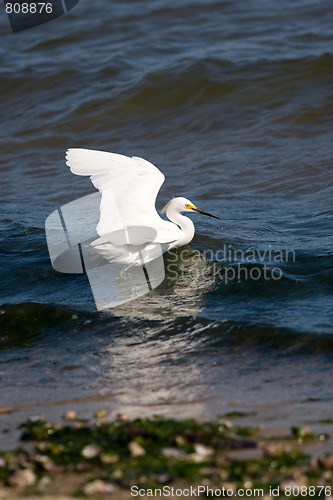 Image of Snowy Egret