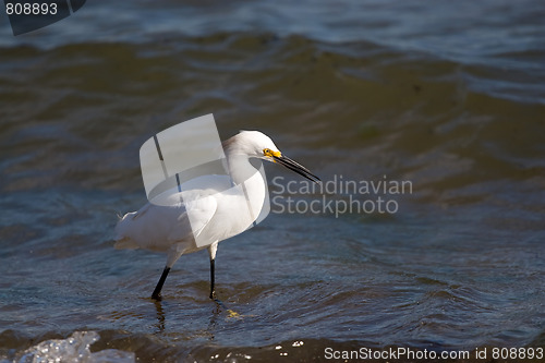 Image of Snowy Egret