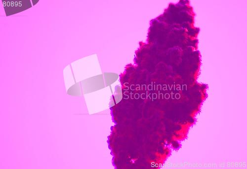 Image of purple