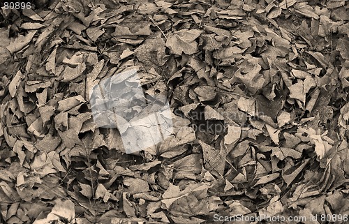 Image of bland white leaves