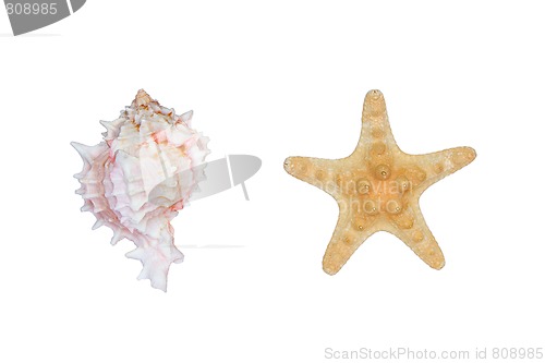 Image of shell and starfish isoleted on white