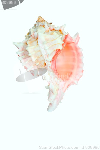 Image of Shell isolated in white