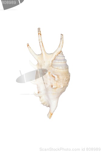 Image of Sea shell isolated in white