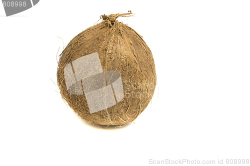 Image of fresh organic coconut